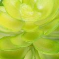Umelá sukulentná rastlina, zelená, na dekoráciu do misky alebo vázy, 10 cm, 4 kusy | Floristik24.sk