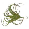 Floristik24 Tillandsia asort 8cm 3ks