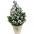 Floristik24 Mini vianočný stromček v kvetináči umelo zasnežovaný Ø18cm V32cm