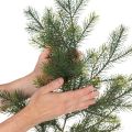 Umelá dekoratívna jedľová vetvička pre kreatívne kvetinárstvo, 175 cm | Floristik24.sk