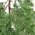 Floristik24 Umelá vetvička cyprusu zelená na zavesenie z 5 deko vetvičiek 75cm