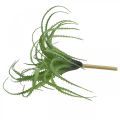 Floristik24 Aloe umelá zelená umelá rastlina na napichovanie zelená rastlina 38Øcm
