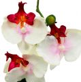 Floristik24 Stolová dekorácia orchidea v kvetináči krémová V29cm