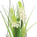 Floristik24 Hroznový hyacint biely v pohári na zavesenie V22cm