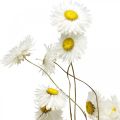 Floristik24 Sušené kvety Acroclinium Biele kvety suché kvetinárstvo 60g