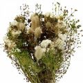 Floristik24 Kytica sušených kvetov s lúčnymi trávami biela, zelená, hnedá 125g sušených kvetov