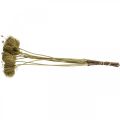Floristik24 Sušené kvety deko feniklová zelená 50cm zväzok 10ks