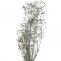 Floristik24 Sušený kvet Massasa bielené ozdobné konáre 50-55cm zväzok 6 kusov