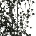 Floristik24 Sušený kvet Massasa čierna prírodná dekorácia 50-55cm zväzok 10ks