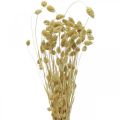 Floristik24 Sušený kvet Phalaris, trs ozdobnej trávy, suchá floristika, boho príroda, bielené L55cm 100g
