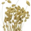 Floristik24 Sušený kvet Phalaris, trs ozdobnej trávy, suchá floristika, boho príroda, bielené L55cm 100g