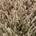 Sušený kvet plážovej levandule kytica Statice nature 1kg | Floristik24.sk