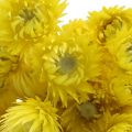 Floristik24 Sušené kvety čiapočkové kvety žlté slamené kvety V42cm