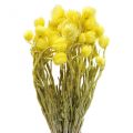 Floristik24 Sušené kvety čiapočkové kvety žlté slamené kvety V42cm