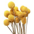 Floristik24 Sušené kvety Craspedia sušené, paličky žlté 50cm 20ks