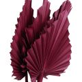 Floristik24 Dekorácia zo sušených kvetov, palmový oštep sušený vínová červená 37cm 4ks