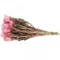 Floristik24 Sušené kvety Čiapočkové kvety Ružové slamené kvety Suché kvety V30cm
