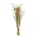 Floristik24 Sušené trávy a obilniny prírodné v zväzku sušená kytica 48cm