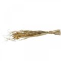 Floristik24 Sušené trávy a obilniny prírodné v zväzku sušená kytica 48cm