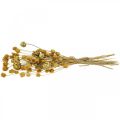 Floristik24 Kytica sušených kvetov artičok jahodový bodliak prírodný 40–55 cm 100g