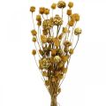 Floristik24 Kytica sušených kvetov artičok jahodový bodliak prírodný 40–55 cm 100g