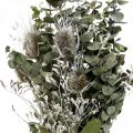 Floristik24 Kytica zo sušených kvetov eukalyptová kytica z bodliakov 45-55cm 100g