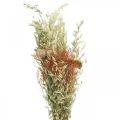 Floristik24 Kytica sušených kvetov obilnín a maku suchá dekorácia 60cm 100g
