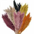 Floristik24 Suchá ostrica trávna sušená rôzne farby 70cm 10ks