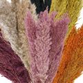 Floristik24 Suchá ostrica trávna sušená rôzne farby 70cm 10ks