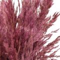 Sušená trstina, sušená dekoratívna tráva, antická ruža, 75 cm, 10 kusov | Floristik24.sk