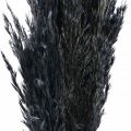 Floristik24 Sušená tráva Ostricová tráva sušená čierna dekoračná tráva 70cm 10 kusov