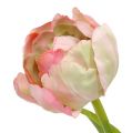 Floristik24 Tulipán ružový, zelený 37cm 6ks