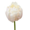 Floristik24 Tulipán bielo-ružový 86cm 3ks