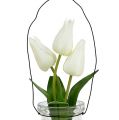 Floristik24 Tulipán biely v skle V21cm 1ks