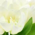 Floristik24 Jarná dekorácia tulipány v zväzku biele 26,5cm 5ks