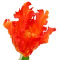 Floristik24 Oranžový tulipán 70 cm