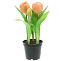 Floristik24 Tulipán Real Touch Peach 23 cm