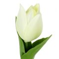 Floristik24 Jarná dekorácia, umelé tulipány, hodvábne kvety, dekoračné tulipány zelené/krémové 12 kusov