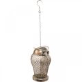 Floristik24 Vintage lampáš sova Záhradný svietnik na čajovú sviečku zlatý V29cm
