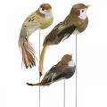 Floristik24 Jarná dekorácia, mini vtáčiky, ozdobné vtáčiky na drôte hnedá, béžová V2,5cm 24ks