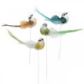 Floristik24 Dekoratívne vtáčiky, jarná dekorácia, vtáčiky s pierkami, leto, vtáčiky na drôte, farebné V3,5cm, 12 kusov