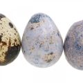 Floristik24 Zmes prepeličích vajec fialová, fialová, príroda prázdne vajíčka ako dekorácia 3cm 65b