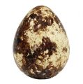 Floristik24 Prepeličie vajíčka ako dekorácia prázdne prírodné 50 kusov