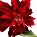 Floristik24 Vianočná hviezda červená 70 cm