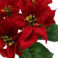 Floristik24 Umelá kvetinová dekorácia vianočná hviezda z červeného hodvábu 6 kusov v zväzku