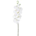 Floristik24 Biela umelá orchidea Phalaenopsis Real Touch H83cm
