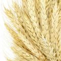 Floristik24 Prírodný veniec, pšeničný veniec, pšeničný veniec, obilný veniec 30cm