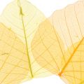 Floristik24 Kostra vŕbových listov žltá, oranžová 200p