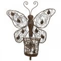 Floristik24 Lampáš kovová nástenná dekorácia motýľ hrdzavá dekorácia 36,5cm