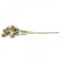 Floristik24 Xanthium umelý kvet jesenná dekorácia 6 kvetov krémová, hnedá 80cm 3ks